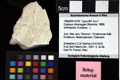 Foto (Objket + Etiketten) von Coelopus hoheneggeri (Moericke, 1889) 